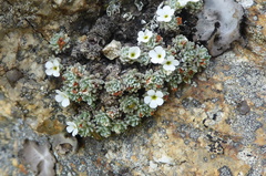 Androsace argentea