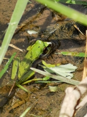 Dendropsophus luddeckei