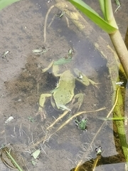 Dendropsophus luddeckei