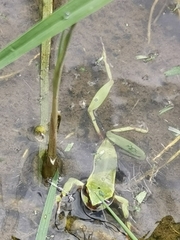 Dendropsophus luddeckei