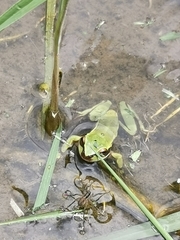 Dendropsophus luddeckei