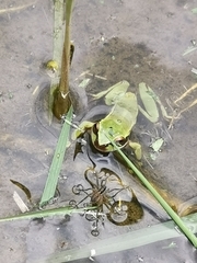 Dendropsophus luddeckei