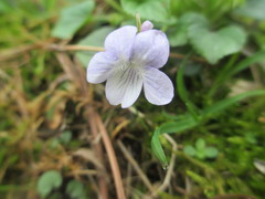 Viola labradorica