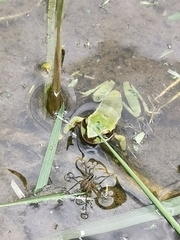 Dendropsophus luddeckei