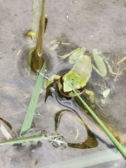 Dendropsophus luddeckei