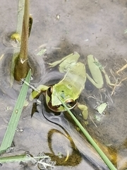 Dendropsophus luddeckei