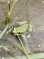 Dendropsophus luddeckei