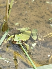 Dendropsophus luddeckei