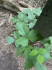 Toxicodendron radicans
