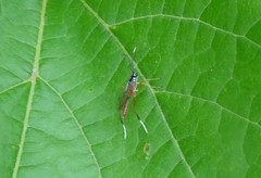 Mesostenus thoracicus