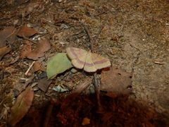 Rhodostrophia calabra