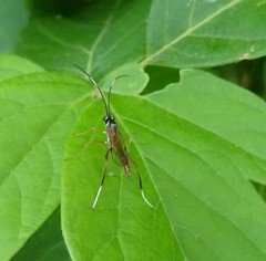 Mesostenus thoracicus