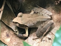 Aglyptodactylus securifer