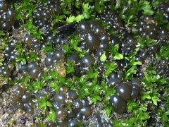 Nostocales