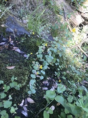 Erythranthe glaucescens