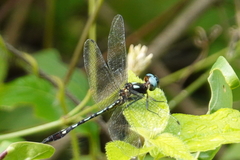 Macrothemis hemichlora