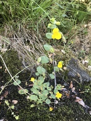 Erythranthe glaucescens