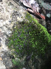 Nostocales
