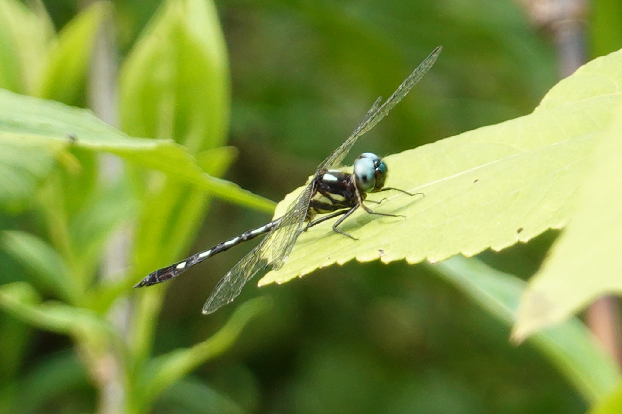 Macrothemis hemichlora image