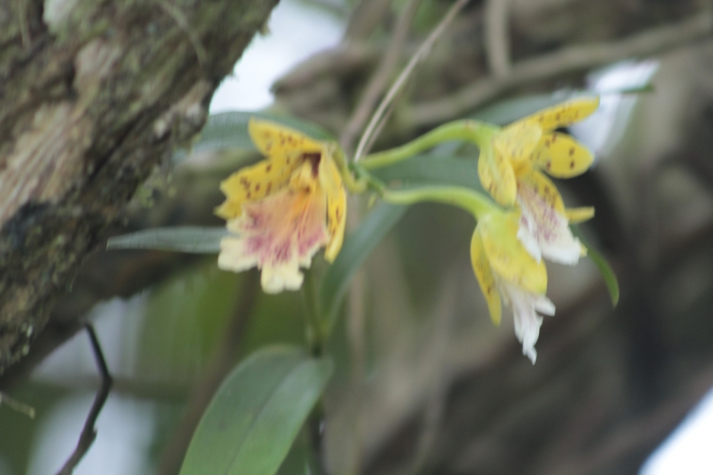 Epidendrum wallisii Rchb.f. 3