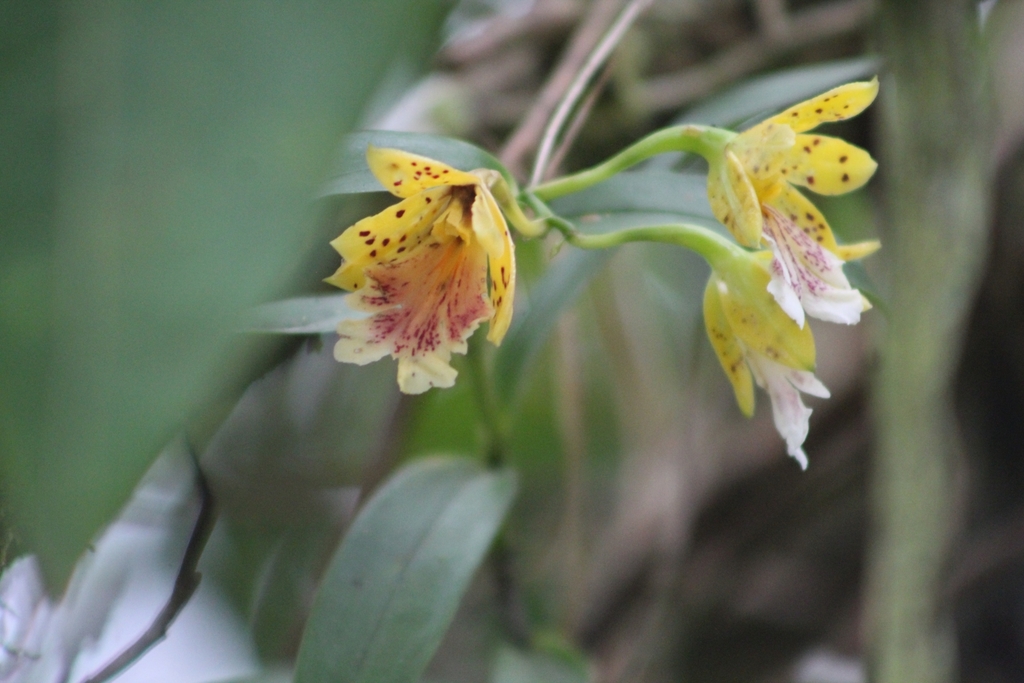 Epidendrum wallisii Rchb.f. 4