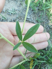 Pediomelum tenuiflorum