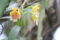 Epidendrum wallisii