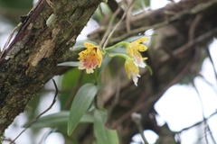 Epidendrum wallisii