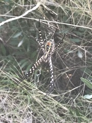 Argiope trifasciata