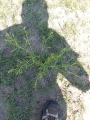 Pediomelum tenuiflorum