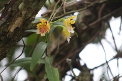 Epidendrum wallisii
