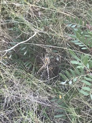 Argiope trifasciata