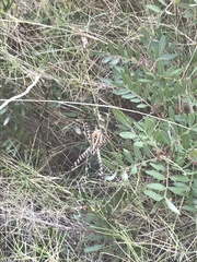Argiope trifasciata