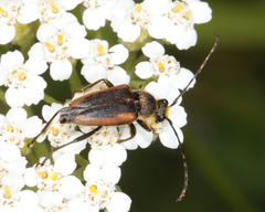 Brachyleptura brevis