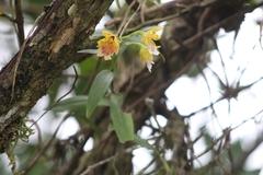Epidendrum wallisii