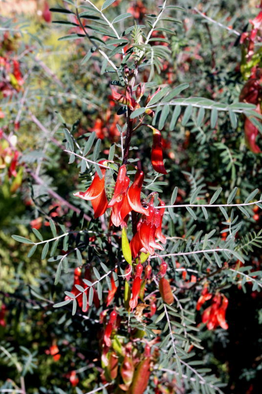 basilikum plant Ocimum basilicum  Adplants