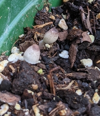 Leucocoprinus ianthinus