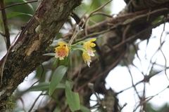 Epidendrum wallisii