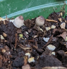 Leucocoprinus ianthinus