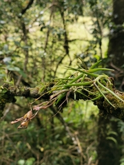 Epidendrum schlimii