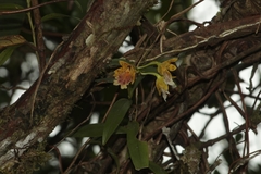 Epidendrum wallisii