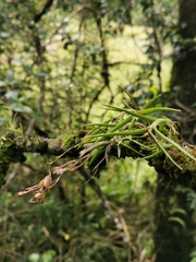 Epidendrum schlimii