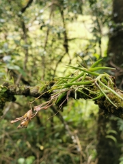 Epidendrum schlimii