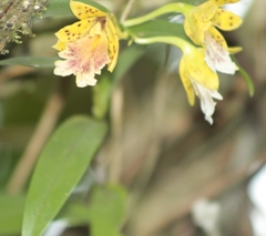 Epidendrum wallisii