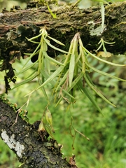 Epidendrum schlimii