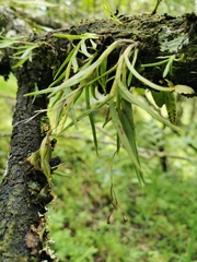 Epidendrum schlimii