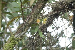 Epidendrum wallisii