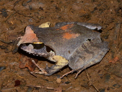 Aglyptodactylus securifer