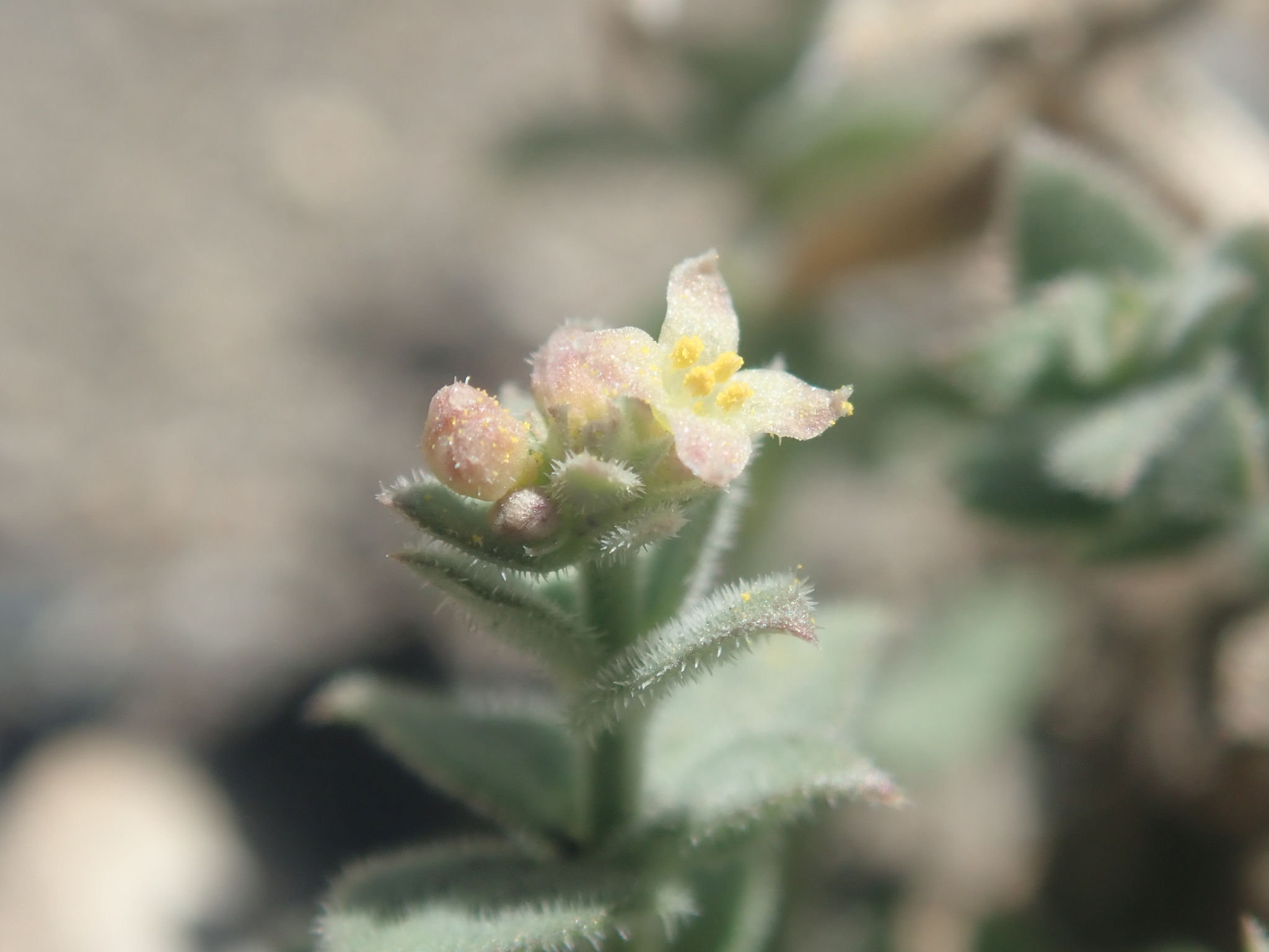 Galium munzii