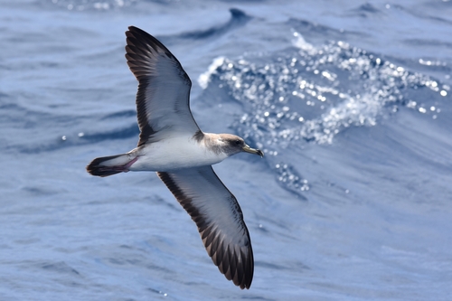Cory's Shearwater